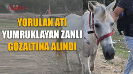 Yorulan atı yumruklayan zanlı gözaltına alındı